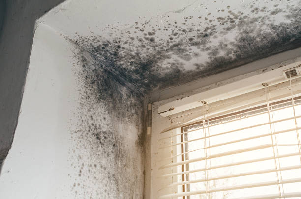 Affordable Commercial Mold Remediation solutions in Bailey, NC